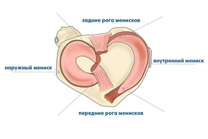 коленный мениск